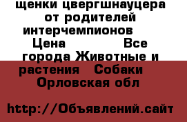 щенки цвергшнауцера от родителей интерчемпионов,   › Цена ­ 35 000 - Все города Животные и растения » Собаки   . Орловская обл.